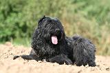 BOUVIER DES FLANDRES 368